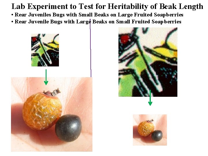 Lab Experiment to Test for Heritability of Beak Length • Rear Juveniles Bugs with