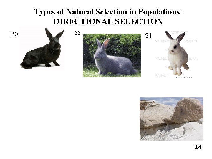 Types of Natural Selection in Populations: DIRECTIONAL SELECTION 20 22 21 24 