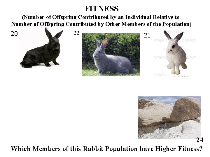 FITNESS (Number of Offspring Contributed by an Individual Relative to Number of Offspring Contributed