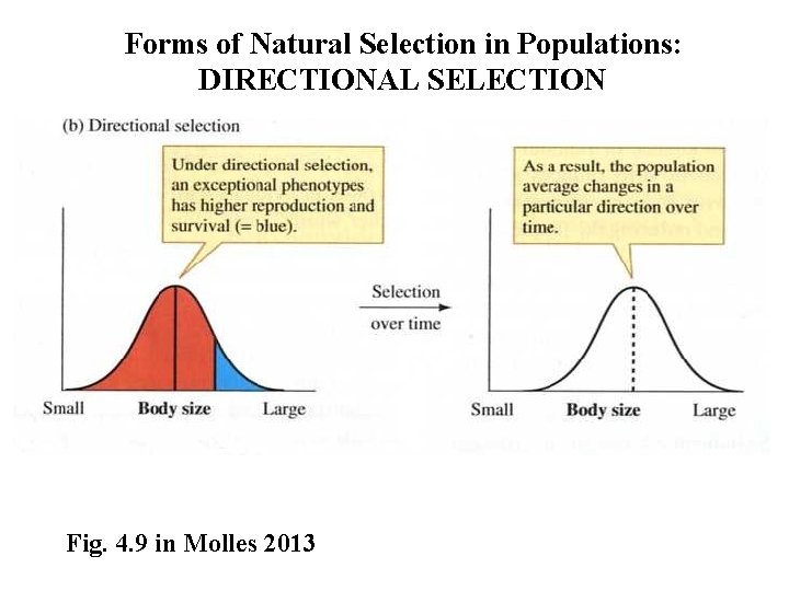 Forms of Natural Selection in Populations: DIRECTIONAL SELECTION Fig. 4. 9 in Molles 2013