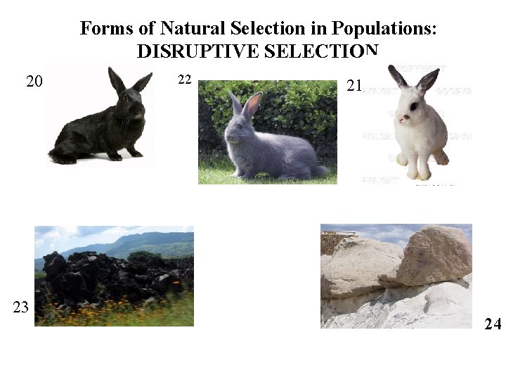 Forms of Natural Selection in Populations: DISRUPTIVE SELECTION 20 23 22 21 24 