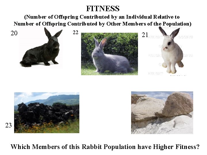 FITNESS (Number of Offspring Contributed by an Individual Relative to Number of Offspring Contributed