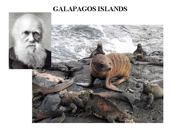 GALAPAGOS ISLANDS 