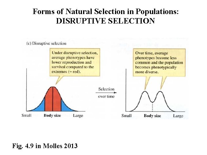 Forms of Natural Selection in Populations: DISRUPTIVE SELECTION Fig. 4. 9 in Molles 2013