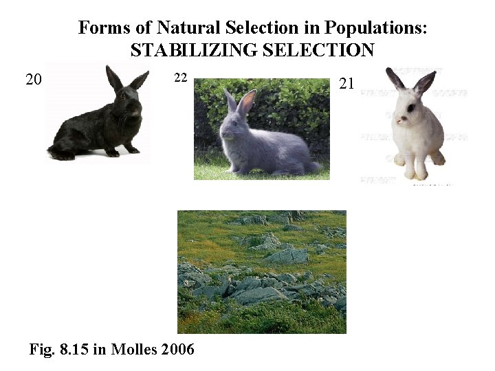 Forms of Natural Selection in Populations: STABILIZING SELECTION 20 22 Fig. 8. 15 in