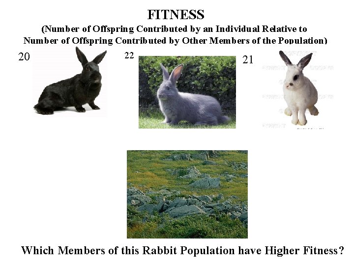 FITNESS (Number of Offspring Contributed by an Individual Relative to Number of Offspring Contributed