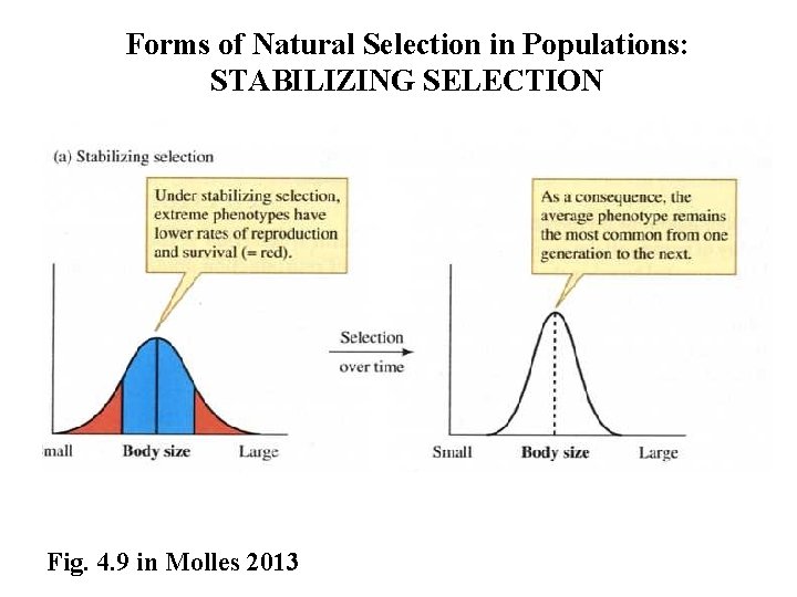 Forms of Natural Selection in Populations: STABILIZING SELECTION Fig. 4. 9 in Molles 2013