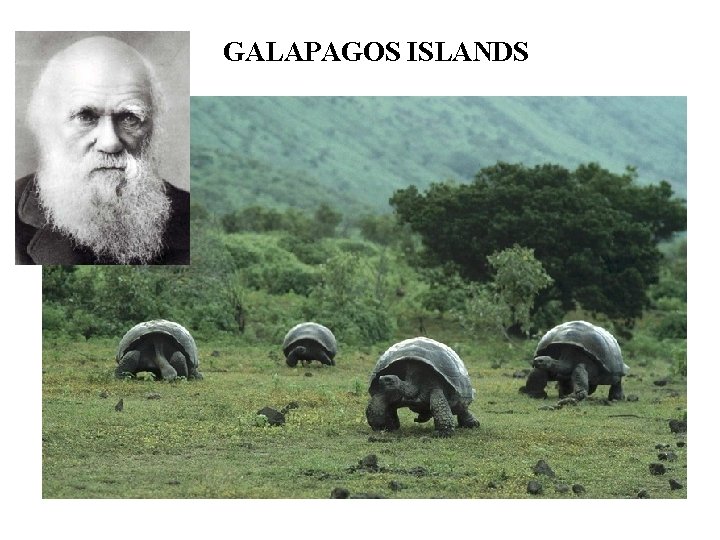 GALAPAGOS ISLANDS 