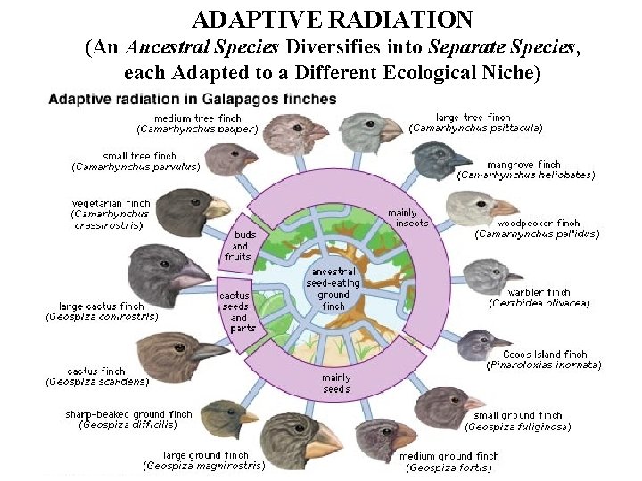 ADAPTIVE RADIATION (An Ancestral Species Diversifies into Separate Species, each Adapted to a Different