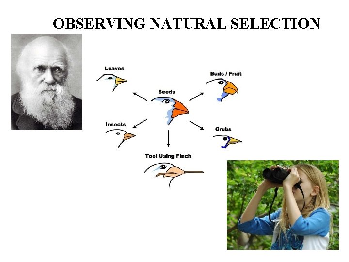 OBSERVING NATURAL SELECTION 