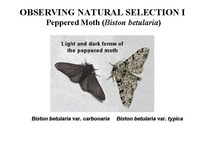 OBSERVING NATURAL SELECTION I Peppered Moth (Biston betularia) Biston betularia var. carbonaria Biston betularia