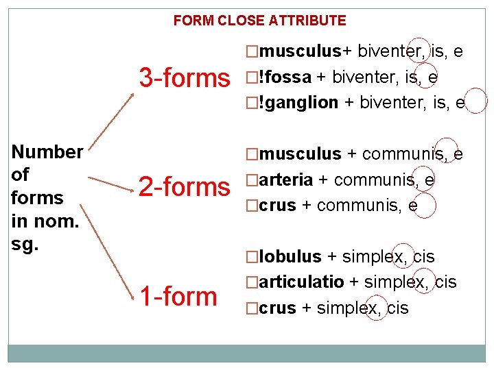 FORM CLOSE ATTRIBUTE �musculus+ biventer, is, e 3 -forms Number of forms in nom.