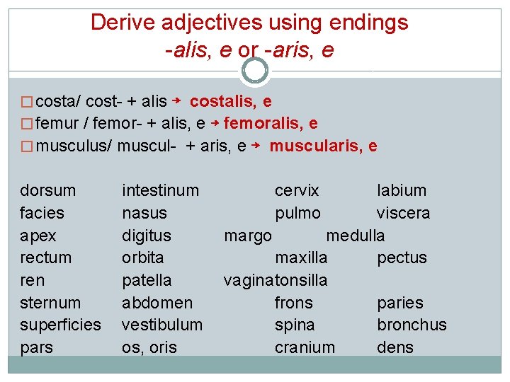 Derive adjectives using endings -alis, e or -aris, e � costa/ cost- + alis