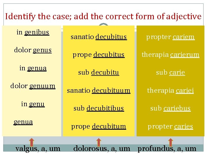 Identify the case; add the correct form of adjective in genibus dolor genus in