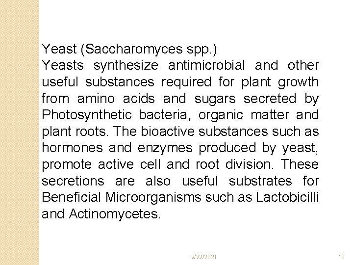 Yeast (Saccharomyces spp. ) Yeasts synthesize antimicrobial and other useful substances required for plant Yeast (Saccharomyces spp. ) Yeasts synthesize antimicrobial and other useful substances required for plant