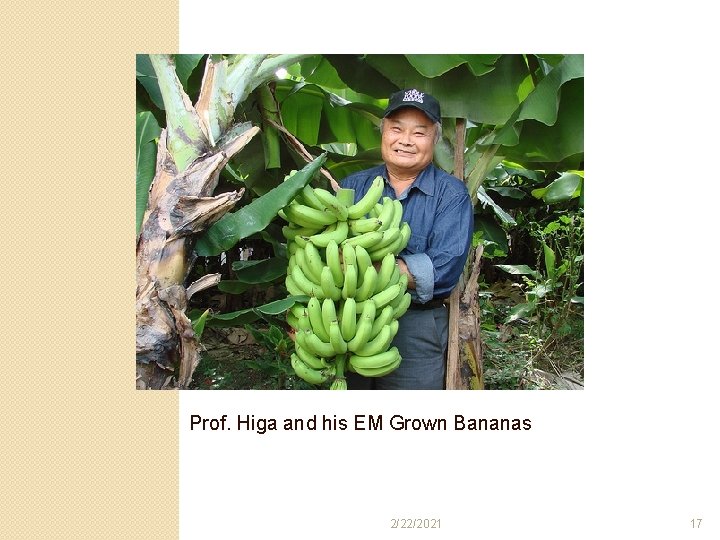 Prof. Higa and his EM Grown Bananas 2/22/2021 17 Prof. Higa and his EM Grown Bananas 2/22/2021 17