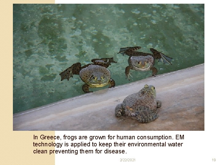 In Greece, frogs are grown for human consumption. EM technology is applied to keep In Greece, frogs are grown for human consumption. EM technology is applied to keep