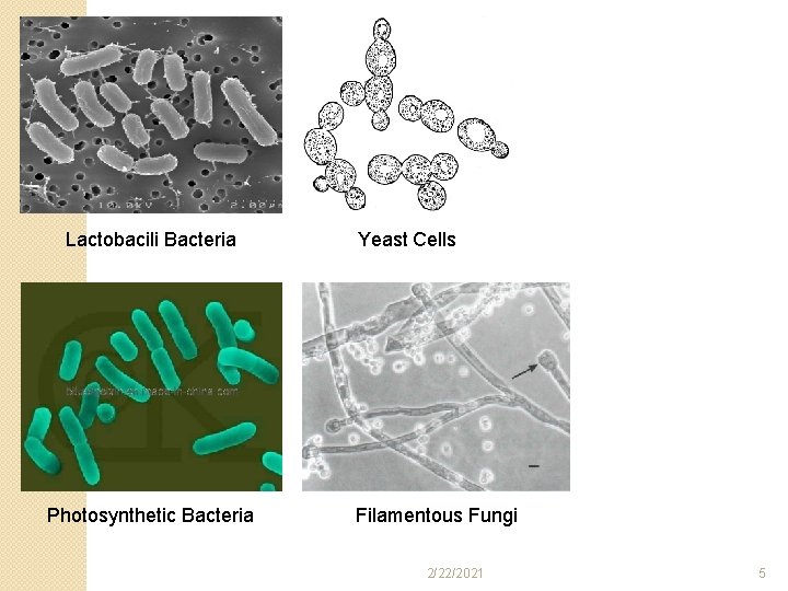 Lactobacili Bacteria Photosynthetic Bacteria Yeast Cells Filamentous Fungi 2/22/2021 5 Lactobacili Bacteria Photosynthetic Bacteria Yeast Cells Filamentous Fungi 2/22/2021 5