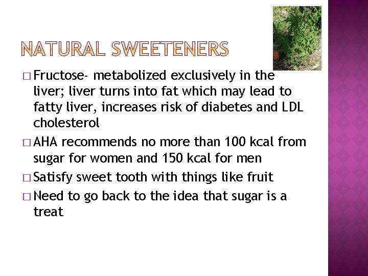 � Fructose- metabolized exclusively in the liver; liver turns into fat which may lead