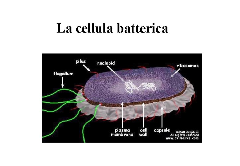 La cellula batterica 