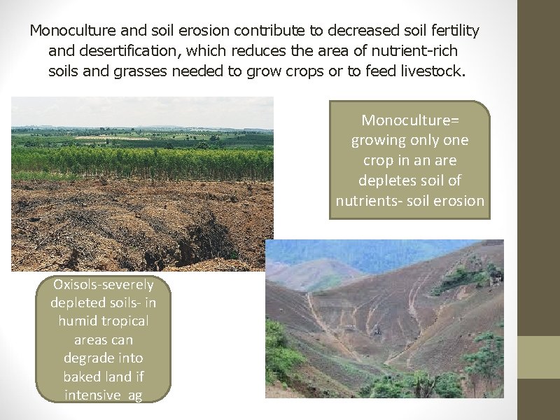 Monoculture and soil erosion contribute to decreased soil fertility and desertification, which reduces the