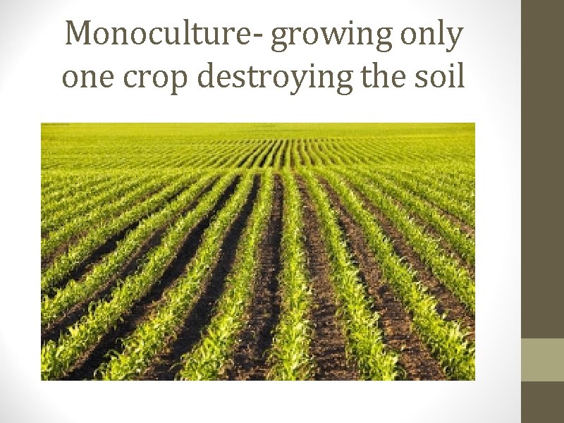 Monoculture- growing only one crop destroying the soil 