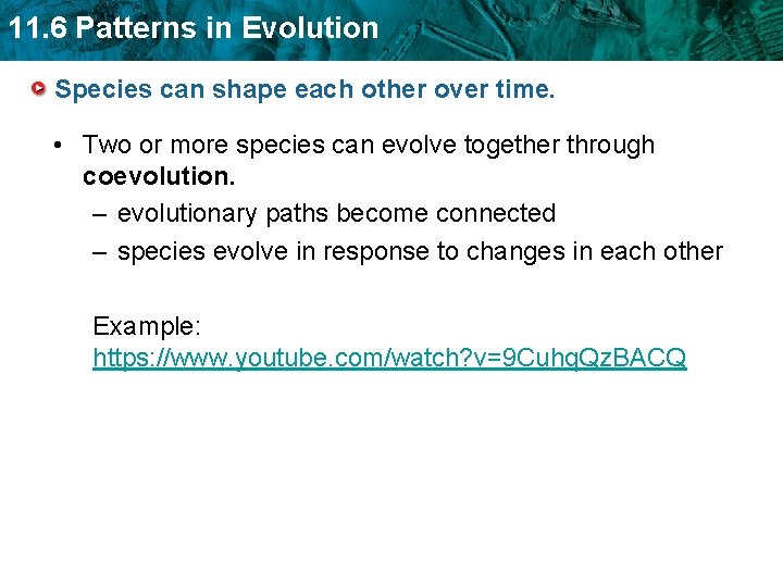 11. 6 Patterns in Evolution Species can shape each other over time. • Two 11. 6 Patterns in Evolution Species can shape each other over time. • Two