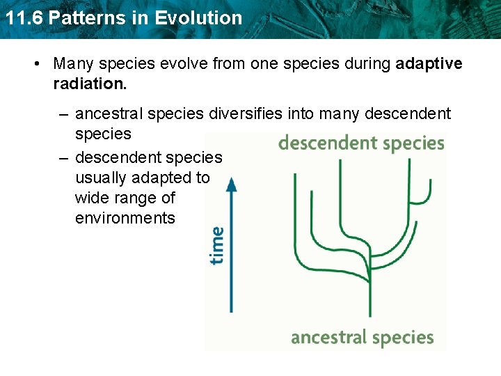 11. 6 Patterns in Evolution • Many species evolve from one species during adaptive 11. 6 Patterns in Evolution • Many species evolve from one species during adaptive