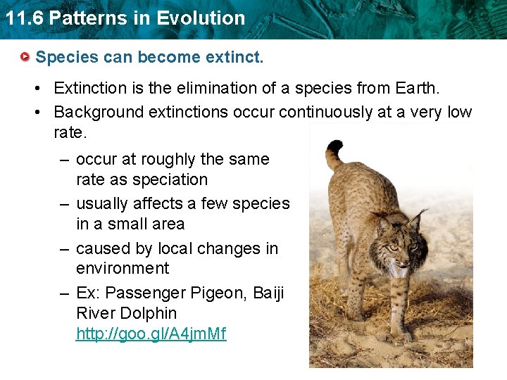11. 6 Patterns in Evolution Species can become extinct. • Extinction is the elimination 11. 6 Patterns in Evolution Species can become extinct. • Extinction is the elimination