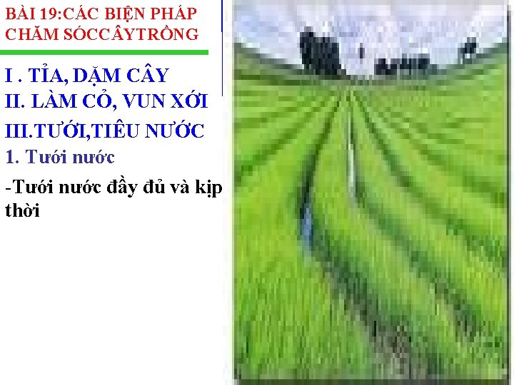 BÀI 19: CÁC BIỆN PHÁP CHĂM SÓCC YTRỒNG I. TỈA, DẶM C Y II.