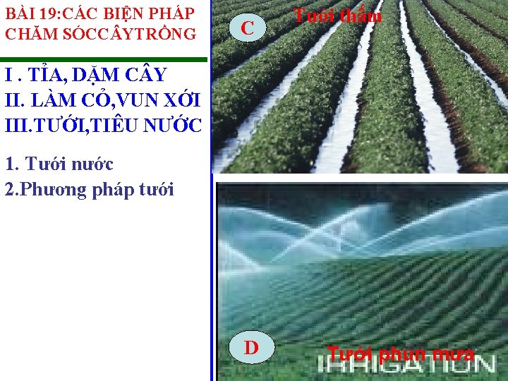 BÀI 19: CÁC BIỆN PHÁP CHĂM SÓCC YTRỒNG C Tưới thấm I. TỈA, DẶM