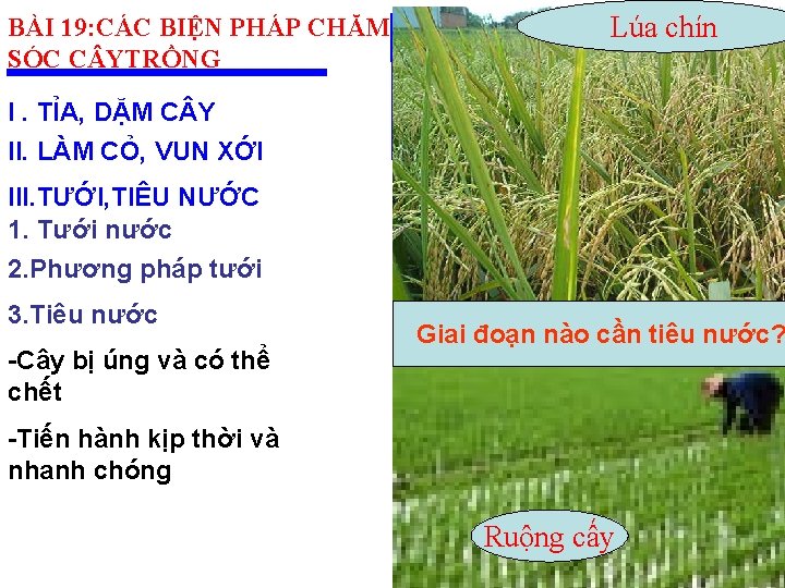 BÀI 19: CÁC BIỆN PHÁP CHĂM SÓC C YTRỒNG Lúa chín I. TỈA, DẶM