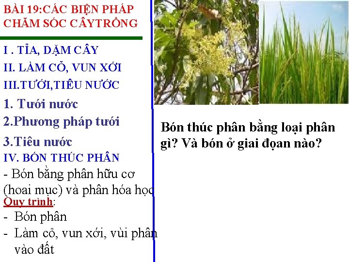 BÀI 19: CÁC BIỆN PHÁP CHĂM SÓC C YTRỒNG I. TỈA, DẶM C Y