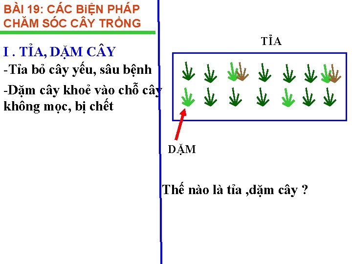 BÀI 19: CÁC BiỆN PHÁP CHĂM SÓC C Y TRỒNG TỈA I. TỈA, DẶM