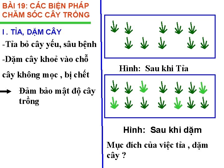 BÀI 19: CÁC BiỆN PHÁP CHĂM SÓC C Y TRỒNG I. TỈA, DẶM C