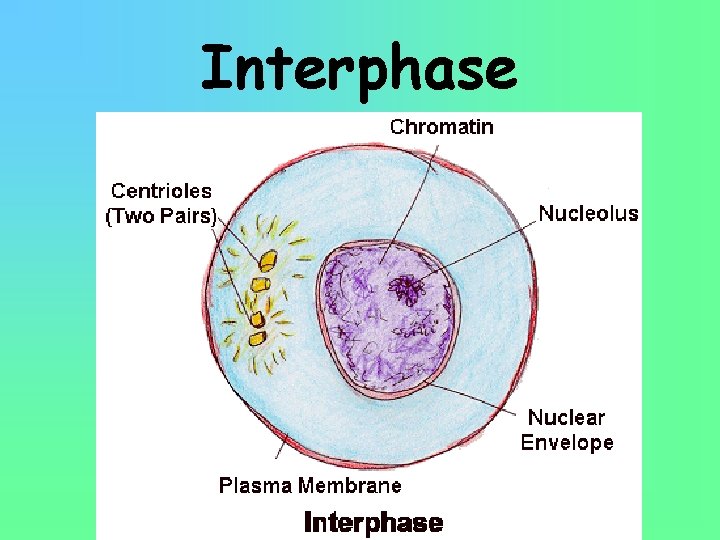 Interphase 