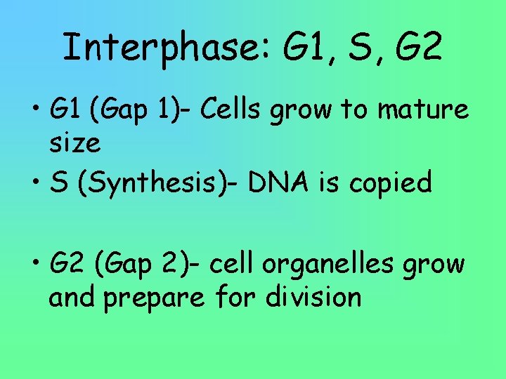 Interphase: G 1, S, G 2 • G 1 (Gap 1)- Cells grow to