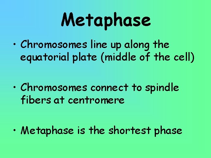 Metaphase • Chromosomes line up along the equatorial plate (middle of the cell) •