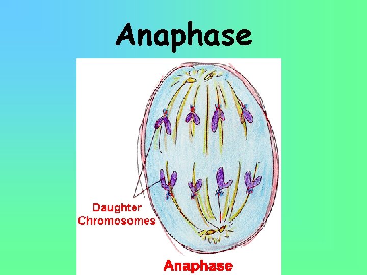 Anaphase 