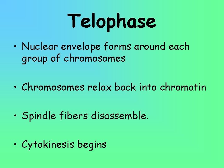 Telophase • Nuclear envelope forms around each group of chromosomes • Chromosomes relax back