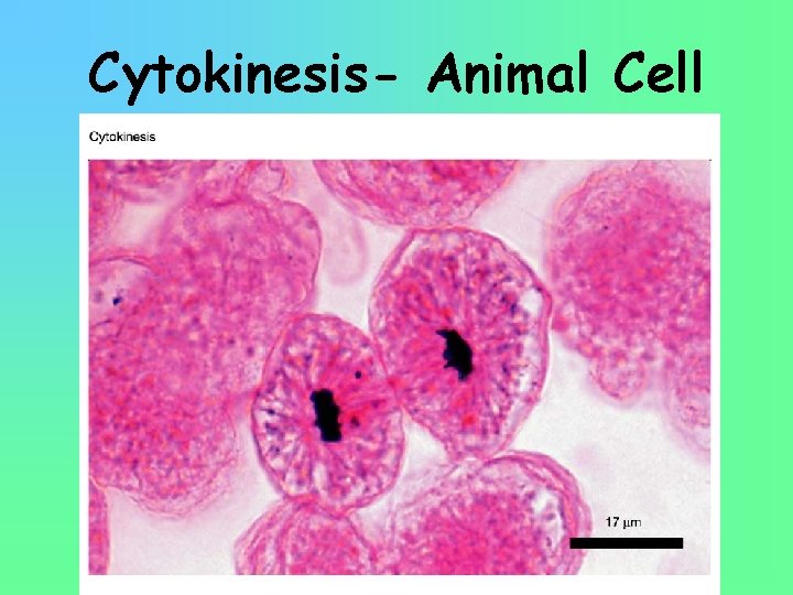 Cytokinesis- Animal Cell 