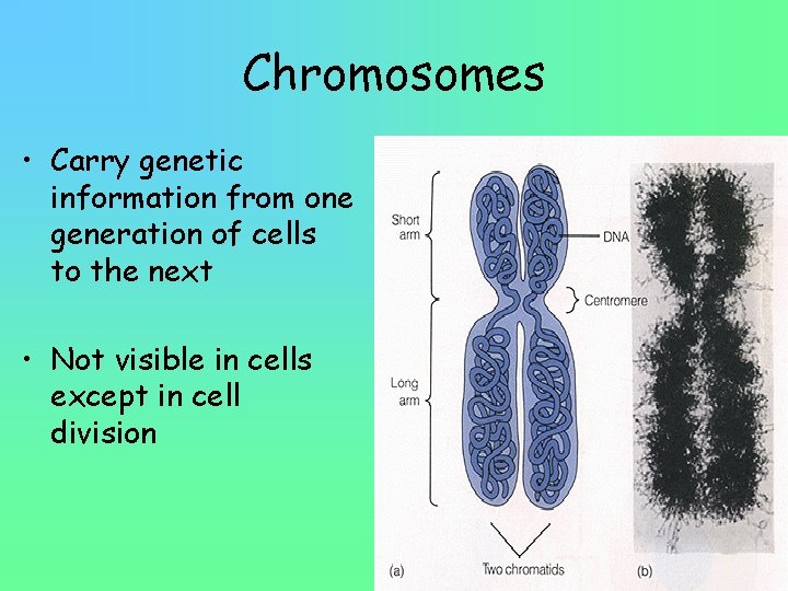Chromosomes • Carry genetic information from one generation of cells to the next •