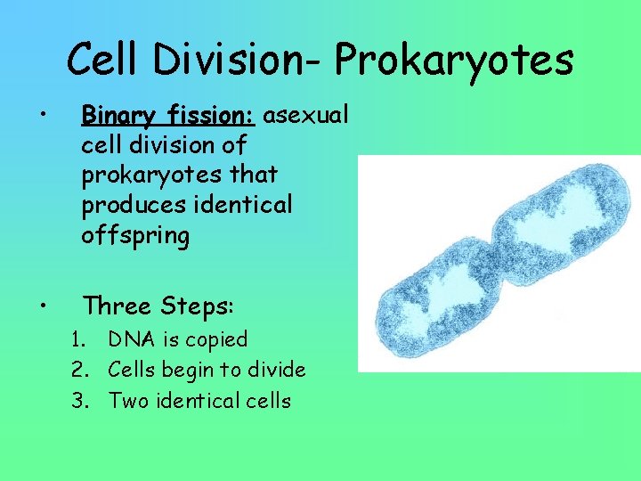 Cell Division- Prokaryotes • Binary fission: asexual cell division of prokaryotes that produces identical