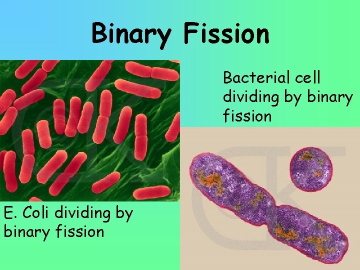 Binary Fission Bacterial cell dividing by binary fission E. Coli dividing by binary fission