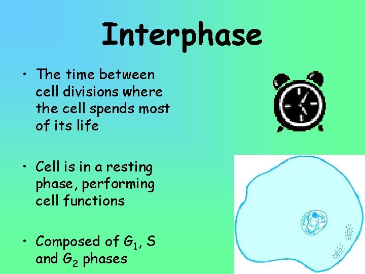 Interphase • The time between cell divisions where the cell spends most of its