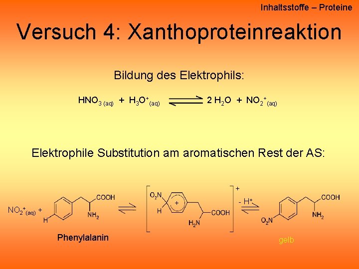 Inhaltsstoffe – Proteine Versuch 4: Xanthoproteinreaktion Bildung des Elektrophils: HNO 3 (aq) + H Inhaltsstoffe – Proteine Versuch 4: Xanthoproteinreaktion Bildung des Elektrophils: HNO 3 (aq) + H