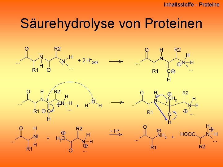 Inhaltsstoffe - Proteine Säurehydrolyse von Proteinen + 2 H+(aq) + ~ H+ + + Inhaltsstoffe - Proteine Säurehydrolyse von Proteinen + 2 H+(aq) + ~ H+ + +
