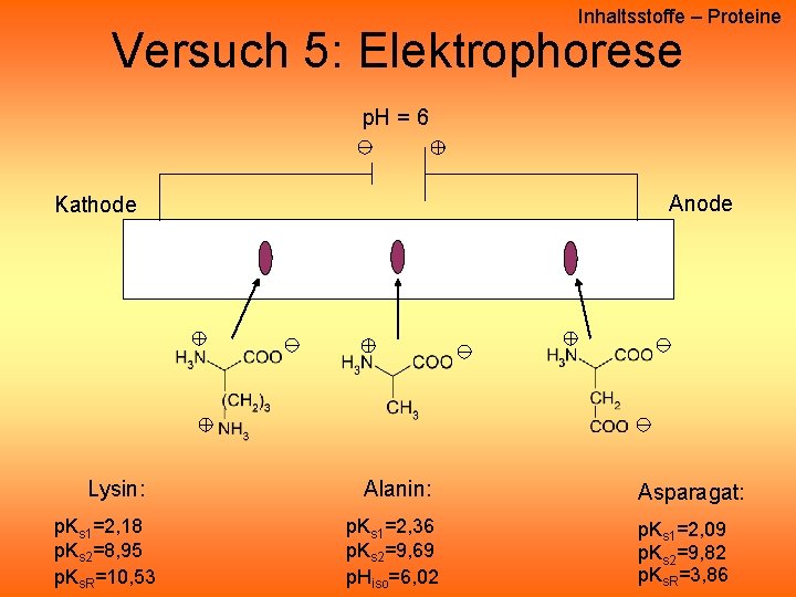 Inhaltsstoffe – Proteine Versuch 5: Elektrophorese p. H = 6 Anode Kathode Lysin: p. Inhaltsstoffe – Proteine Versuch 5: Elektrophorese p. H = 6 Anode Kathode Lysin: p.