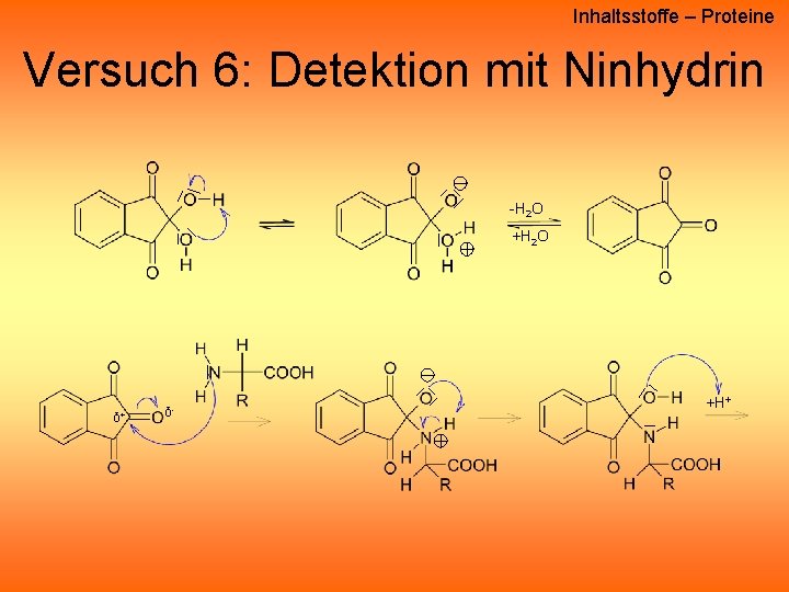 Inhaltsstoffe – Proteine Versuch 6: Detektion mit Ninhydrin -H 2 O +H 2 O Inhaltsstoffe – Proteine Versuch 6: Detektion mit Ninhydrin -H 2 O +H 2 O