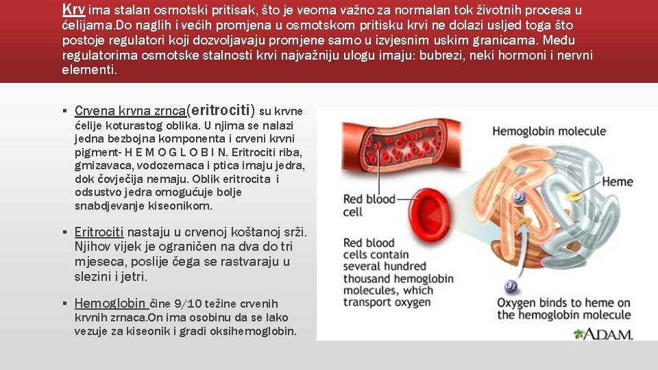 Krv ima stalan osmotski pritisak, što je veoma važno za normalan tok životnih procesa